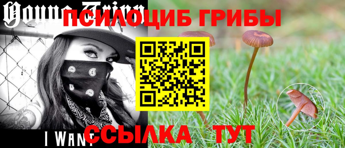 Галлюциногенные грибы мицелий  Саки  Галлюциногенные грибы Magic Shrooms 